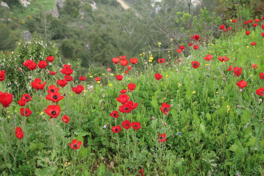 Hiking the Springs Trail