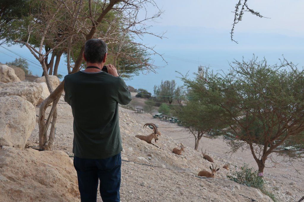 Ibex, Ein Gedi