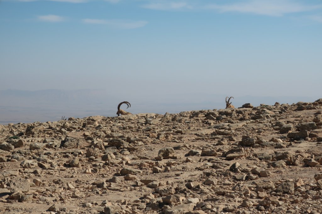 Ibex in Mitzpe Ramon