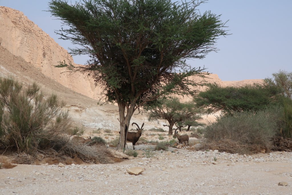 Ibex, Wadi Barak, Paran
