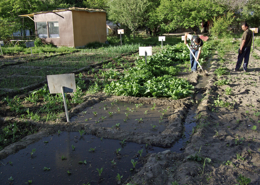 Irrigating the fields, Nubra Organic Retreat, Hundar