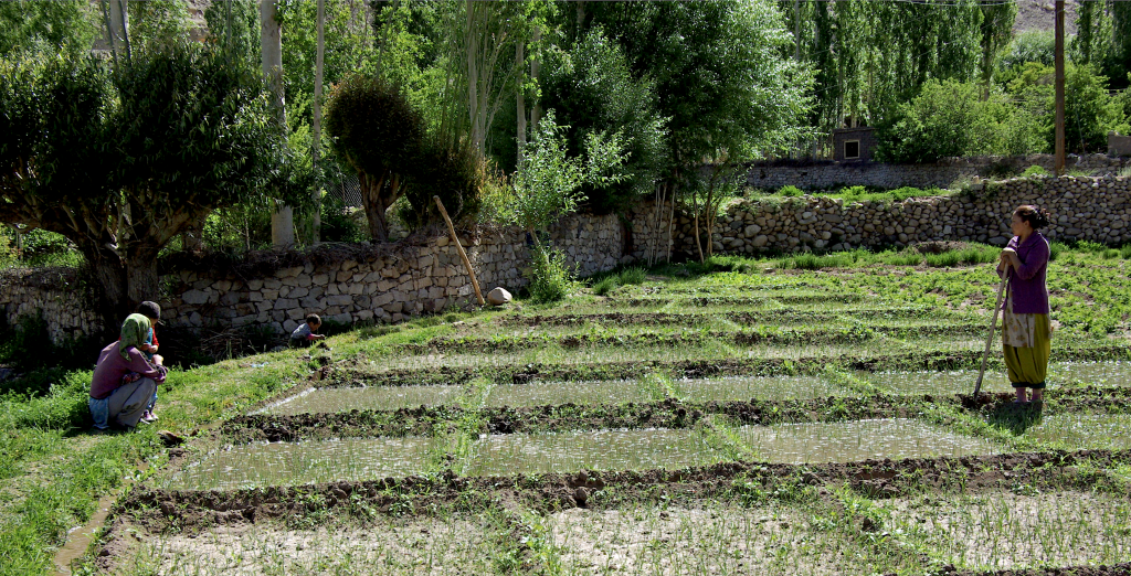 Irrigating the plots, Nimoo