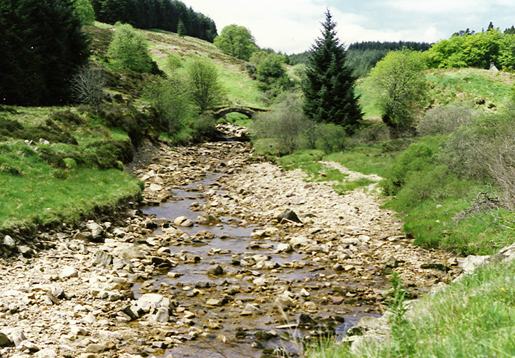 Kielder Forest