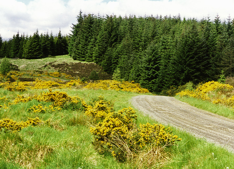 Kielder Forest