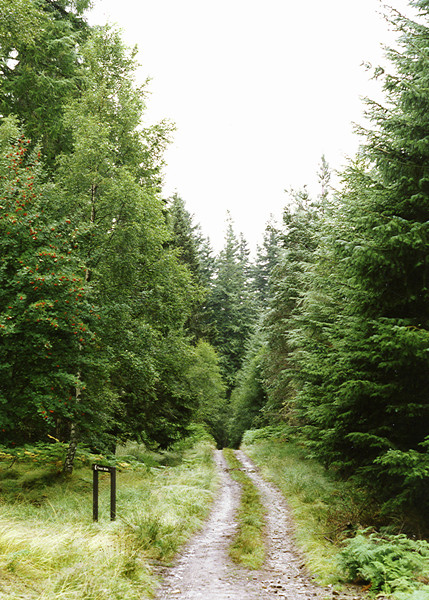 Kielder Forest