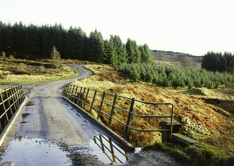 Kielder Forest