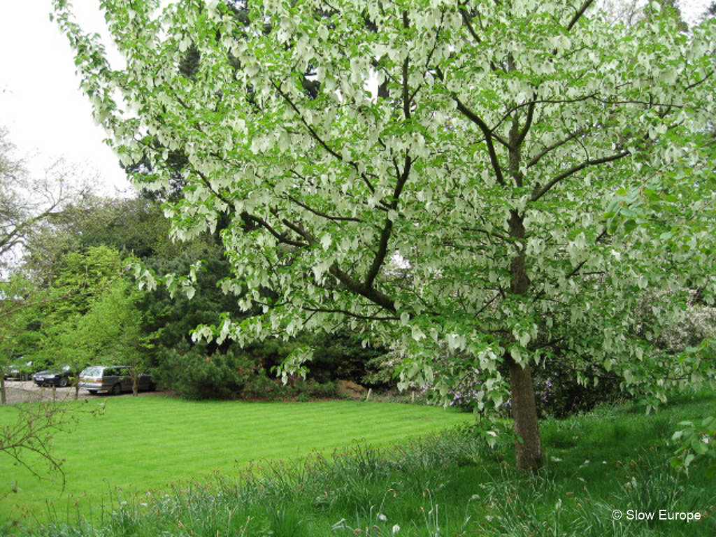 Kiftsgate Court Garden