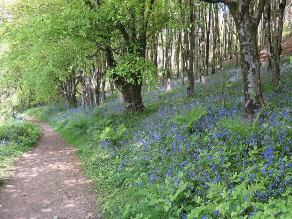 Langdon Hill, Dorset