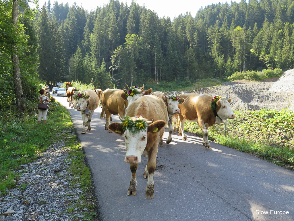 Lenk Cow Parade 2014