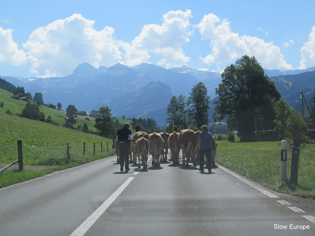 Lenk Cow Parade 2014