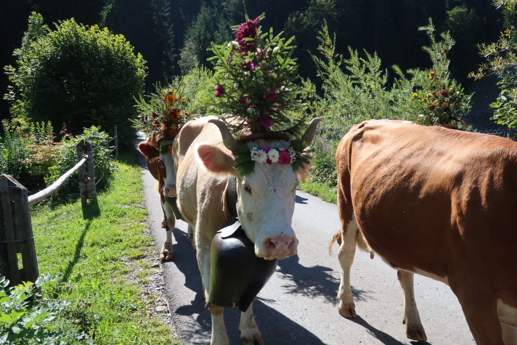 Lenk Cow Parade 2018