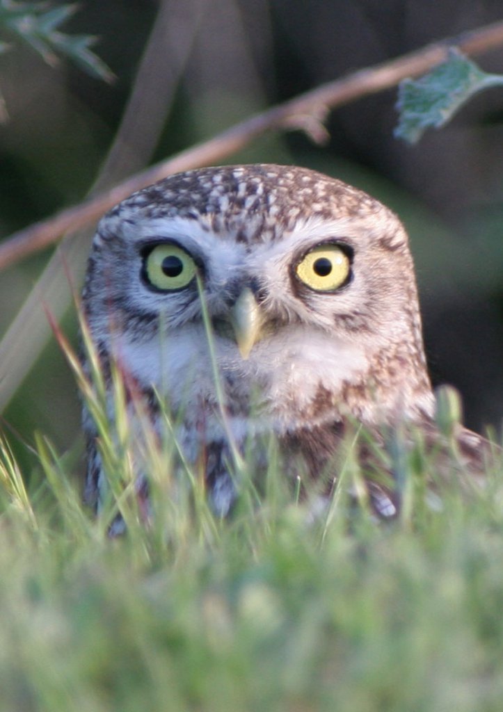 Little Owl