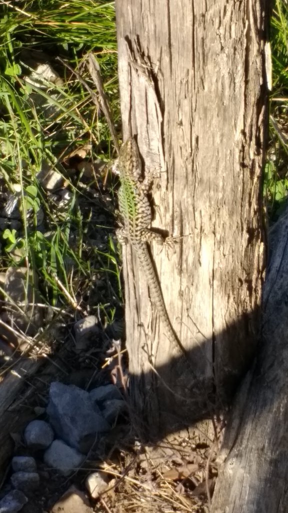 Lizard on the Path of the Gods