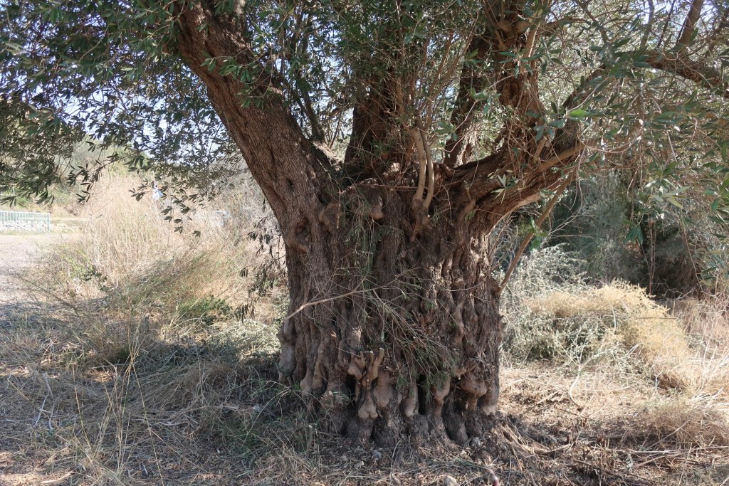 Makura Olive Farm