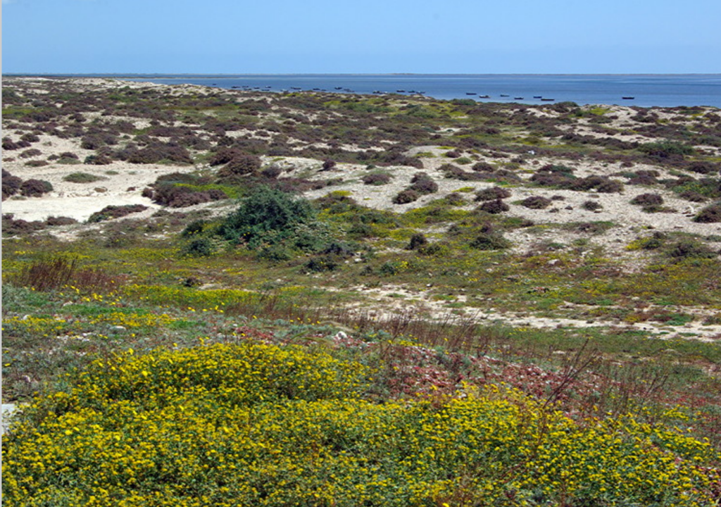 Meninx Roman site, Djerba