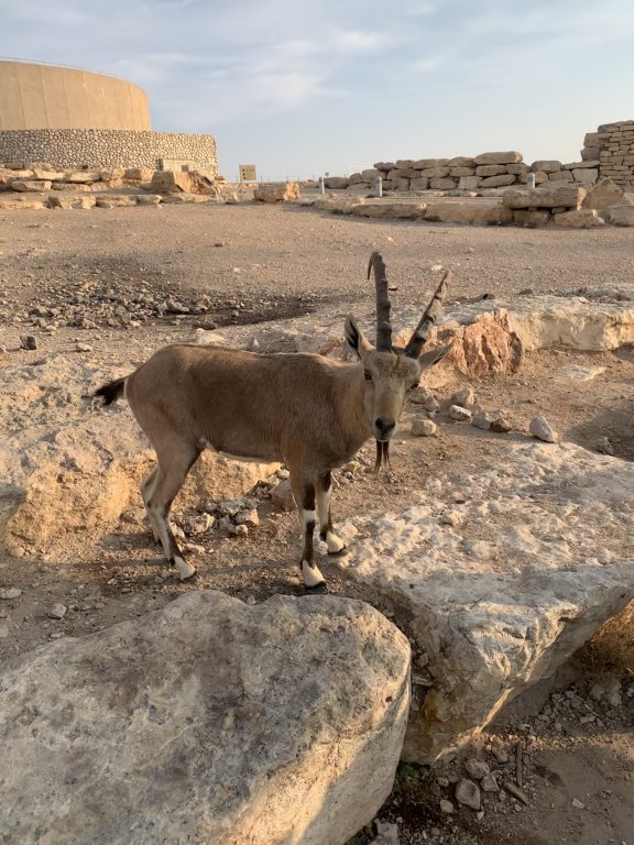 Mitzpe Ramon - Ibex