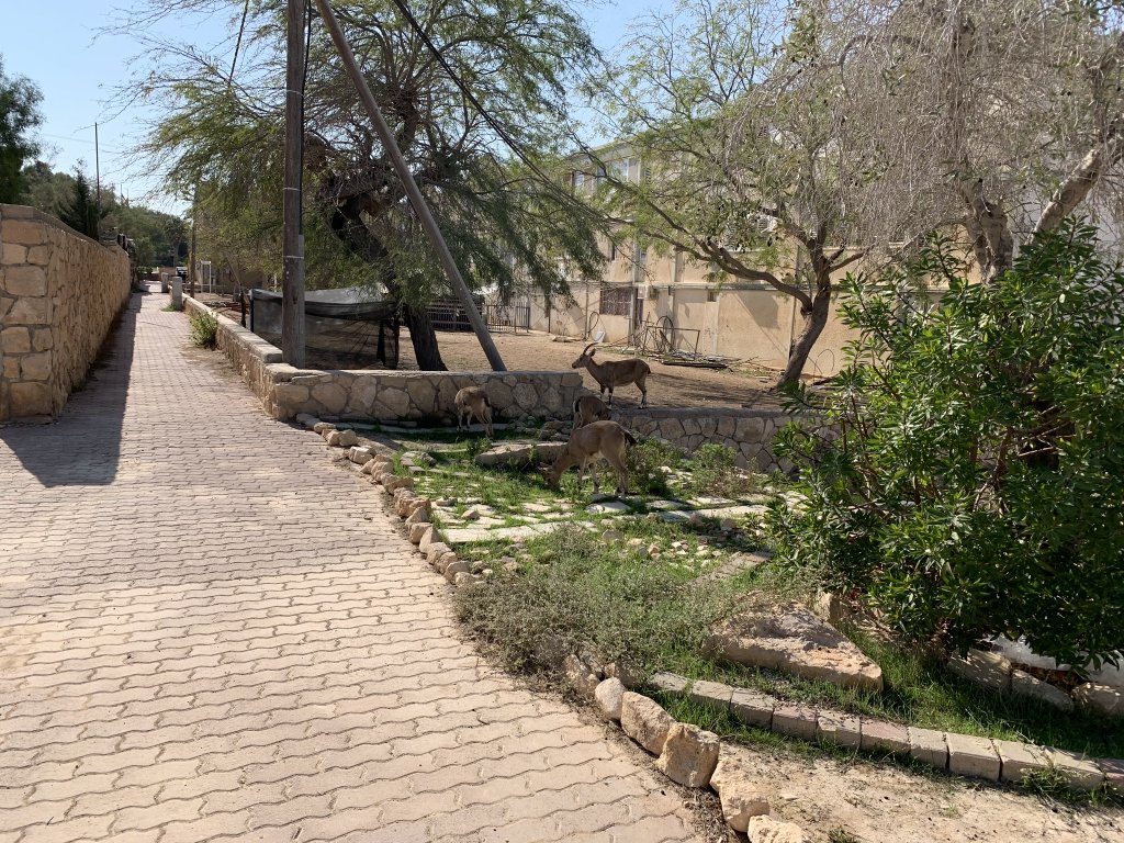 Mitzpe Ramon - Ibex