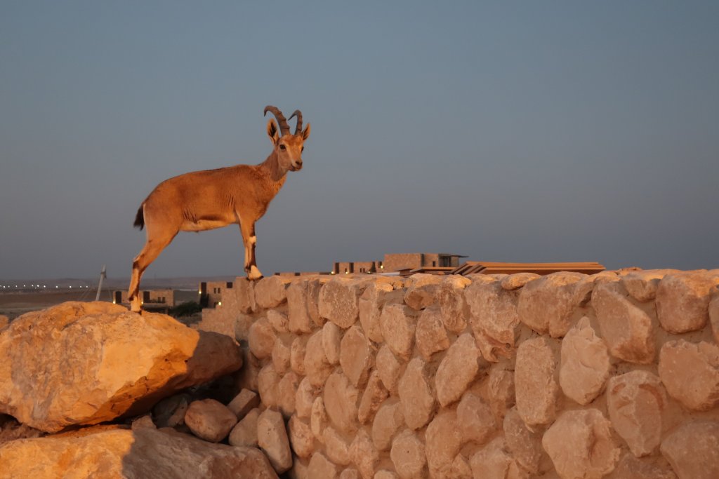 Mitzpe Ramon, Ibex