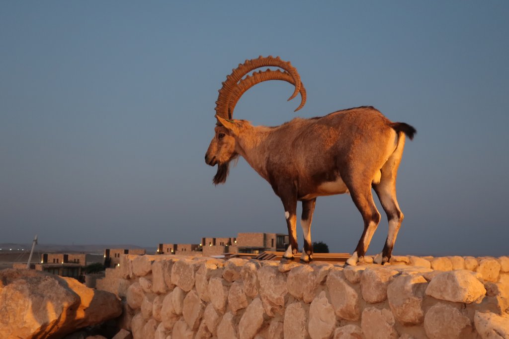 Mitzpe Ramon, Ibex