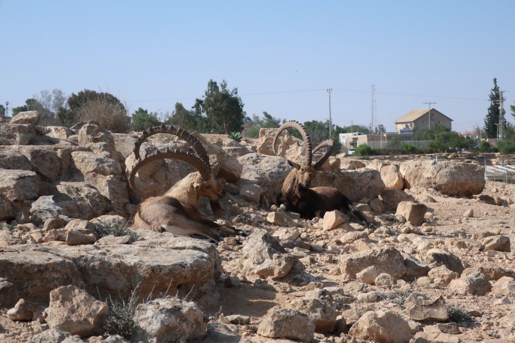 Mitzpe Ramon - Ibex