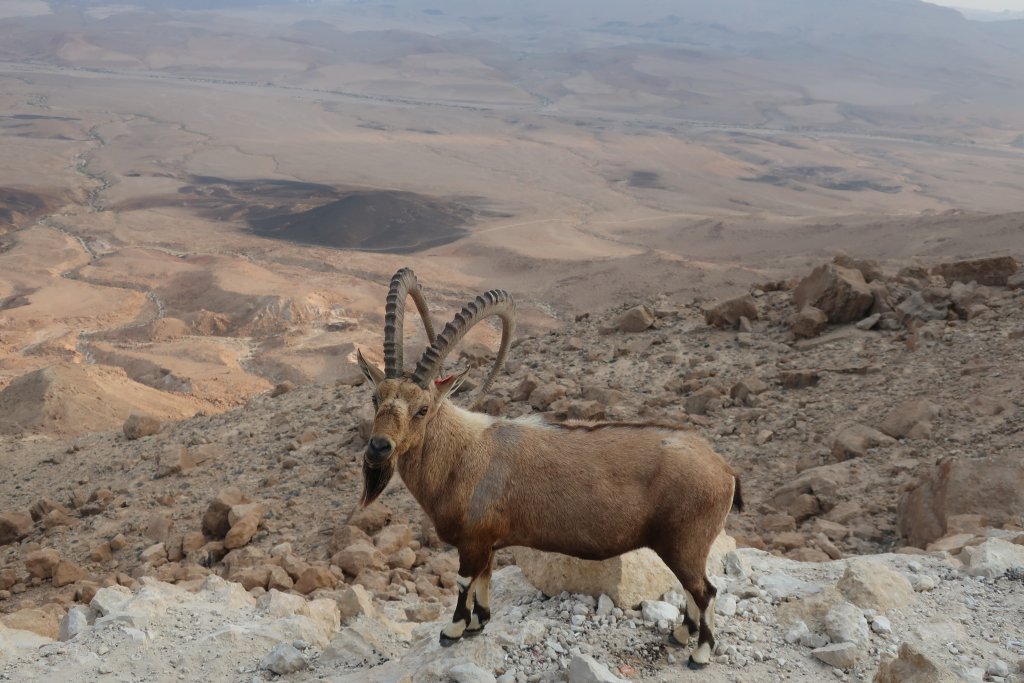 Mitzpe Ramon - Ibex