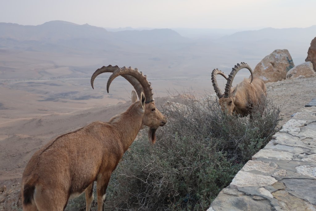 Mitzpe Ramon - Ibex