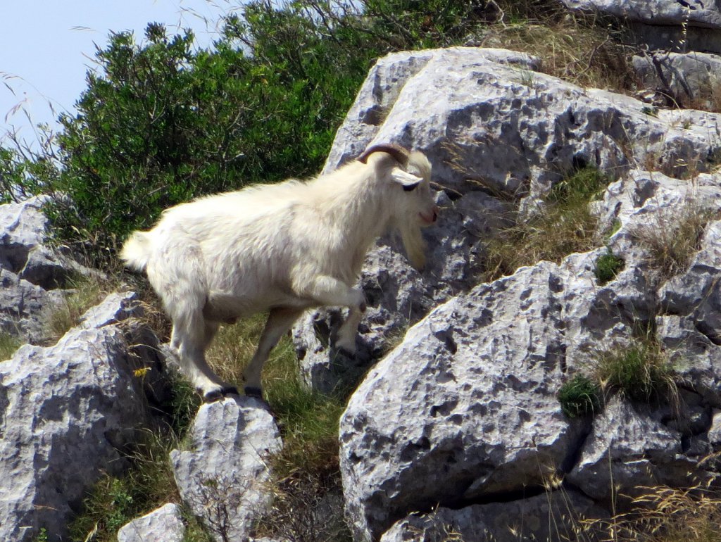 Mountain goats...the billy goat
