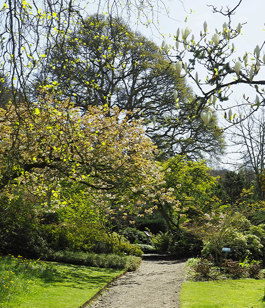 NHS Gardens Rosemoor - Exotic Garden