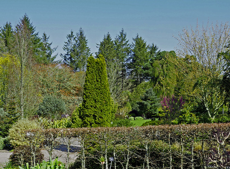 NHS Gardens Rosemoor - Foliage Garden
