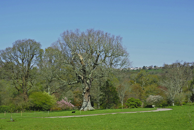 NHS Gardens Rosemoor - Meadows