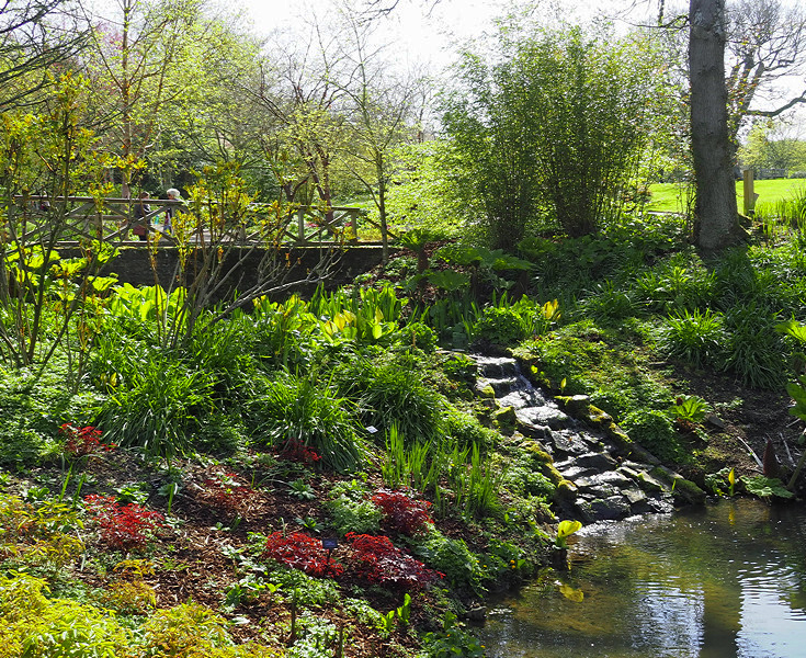 NHS Gardens Rosemoor - Stream Garden