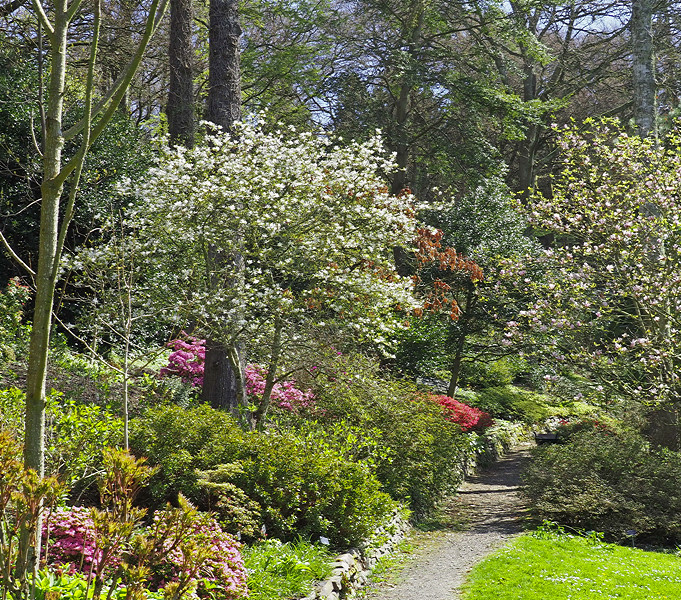 NHS Gardens Rosemoor - Woodland Garden