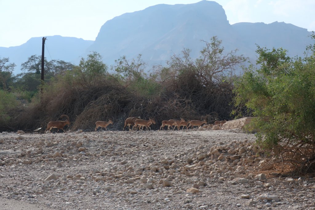 Nubian Ibex