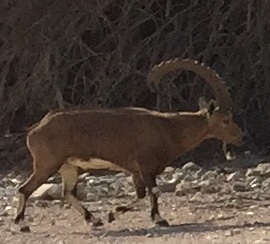 Nubian Ibex