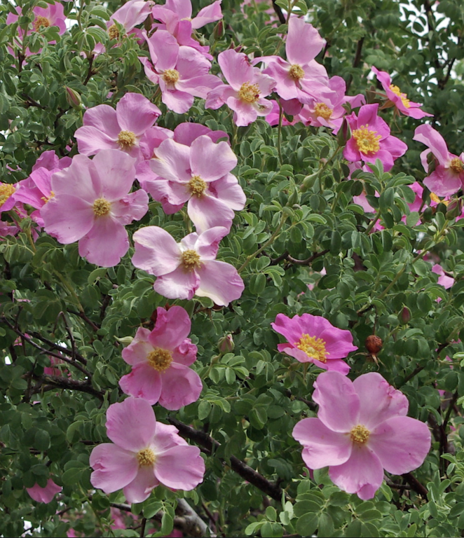 Pink roses, Nubra Organic Retreat, Hundar