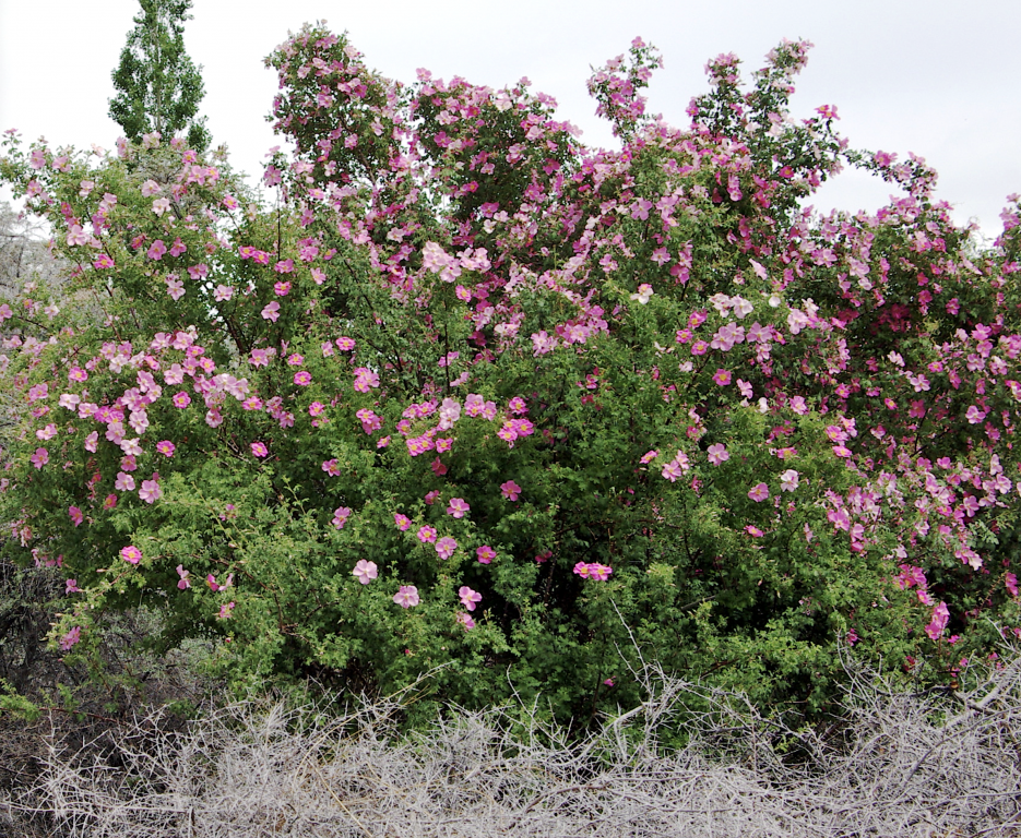 Pink roses, Nubra Organic Retreat, Hundar