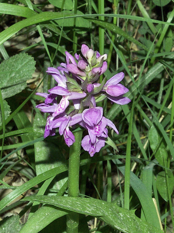 Purple orchid, Nubra Organic Retreat, Hundar