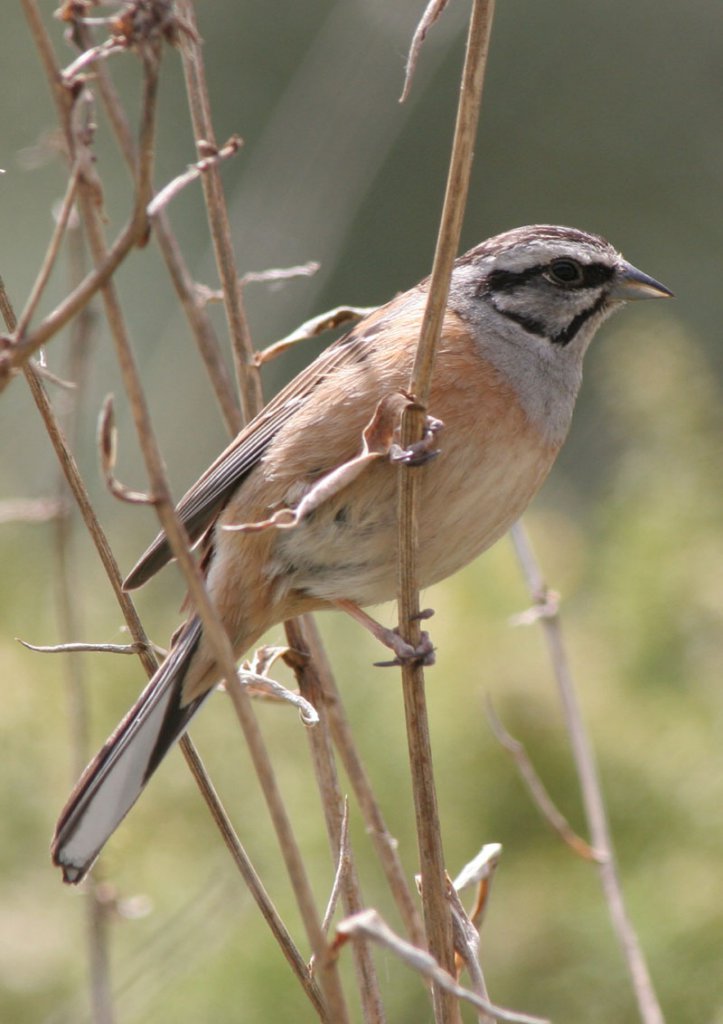 Rock Bunting