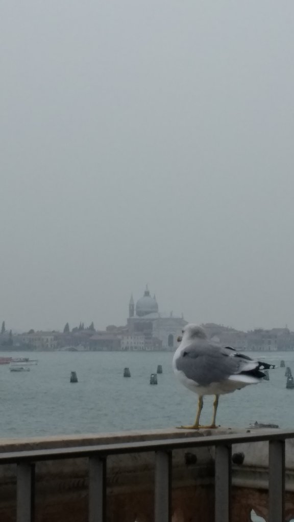 Seagull on the Doge's balcony