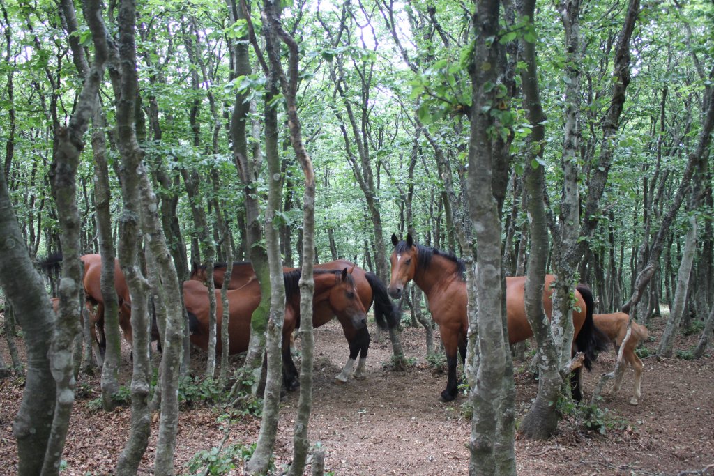 Semi-wild horses at Monte Catria