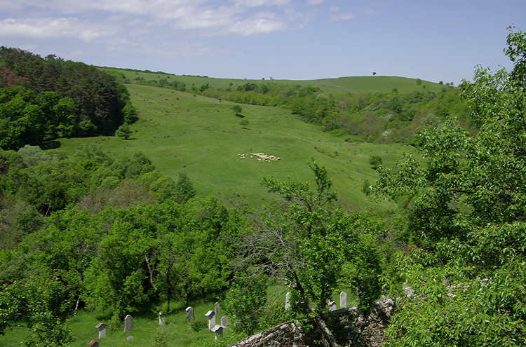 Sheep grazing near Viscri