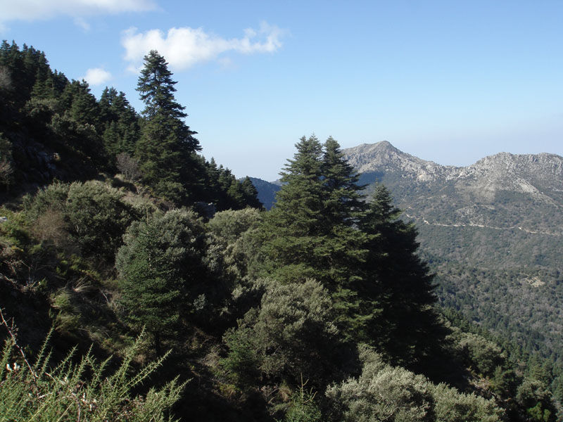 Spanish Fir trees