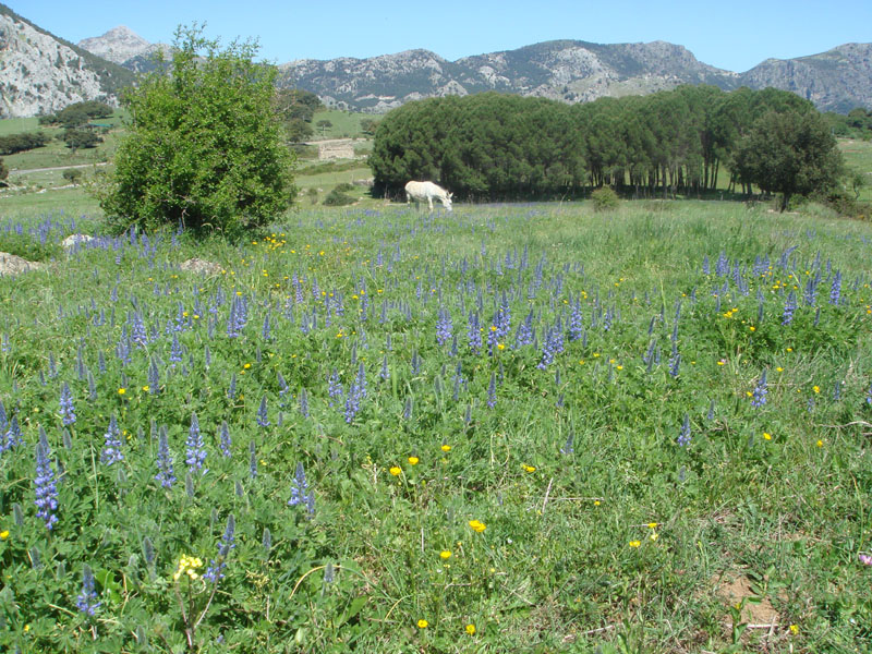 Spring meadows