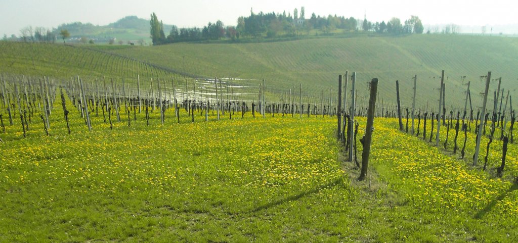 Spring vineyard, Monferrato