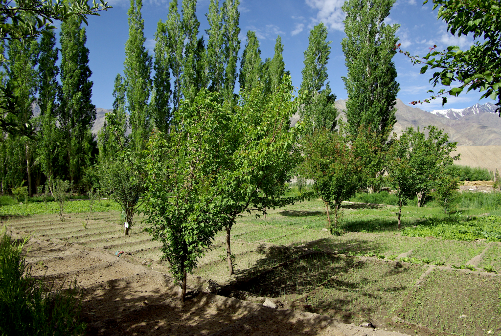 Stanzin family's garden, Nimoo