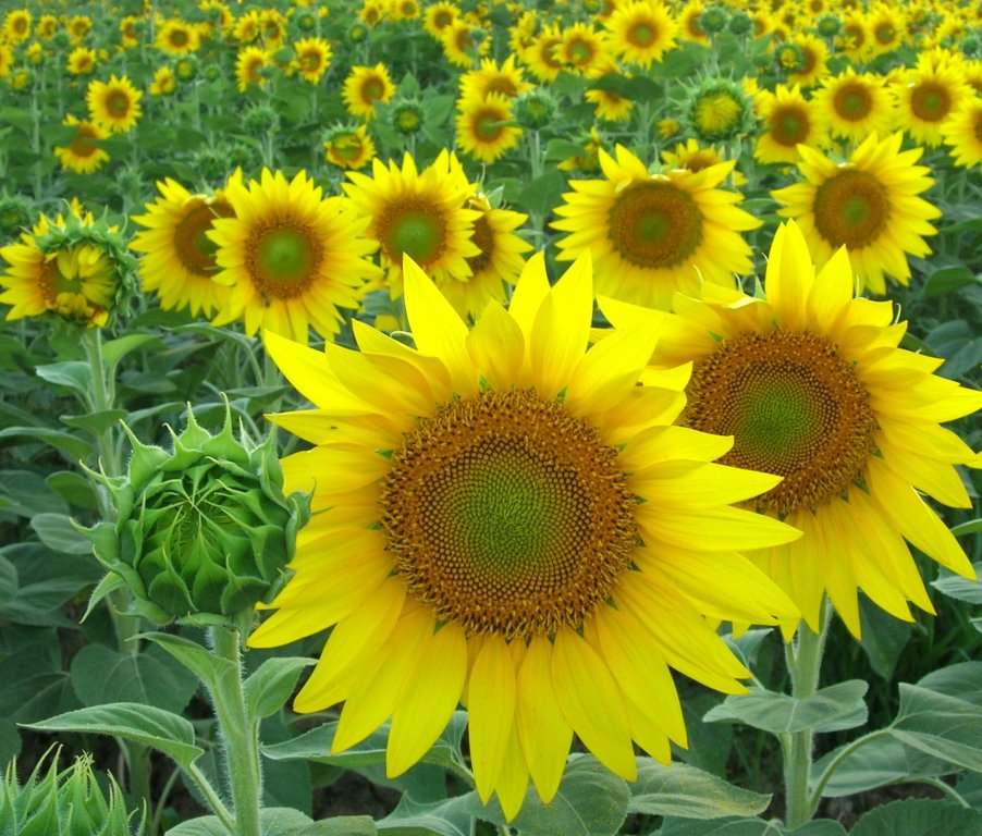Summer sunflower field