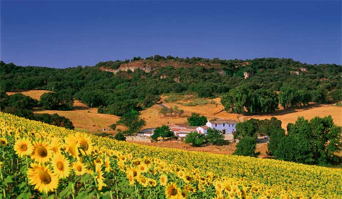 Sunflowers and hills