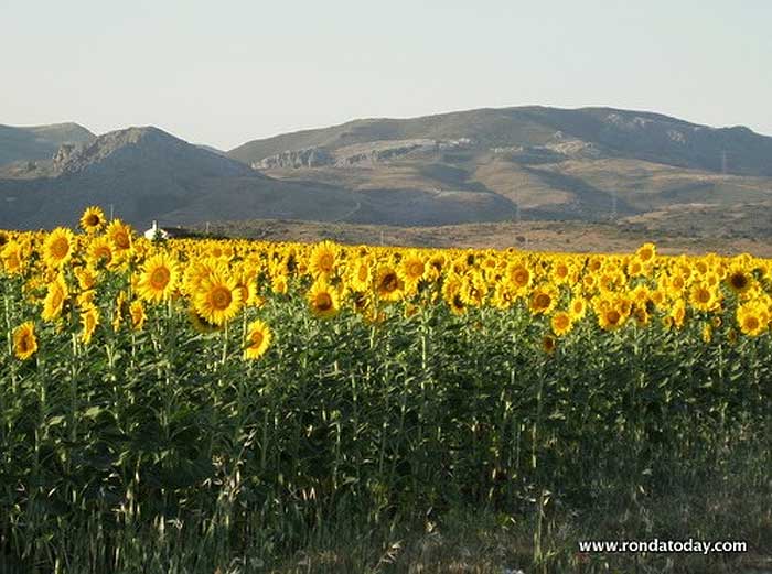 Sunflowers