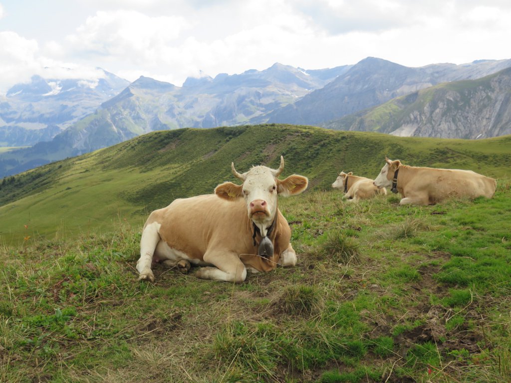 Swiss Alps - Lenk