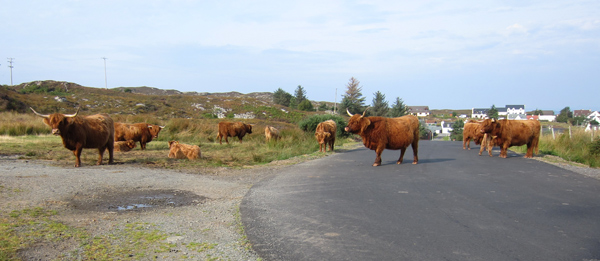 the Highland cattle